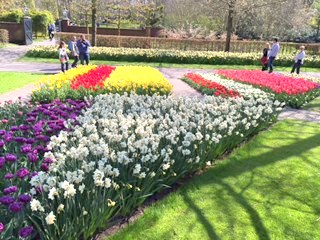 Holland tulpanf�lt